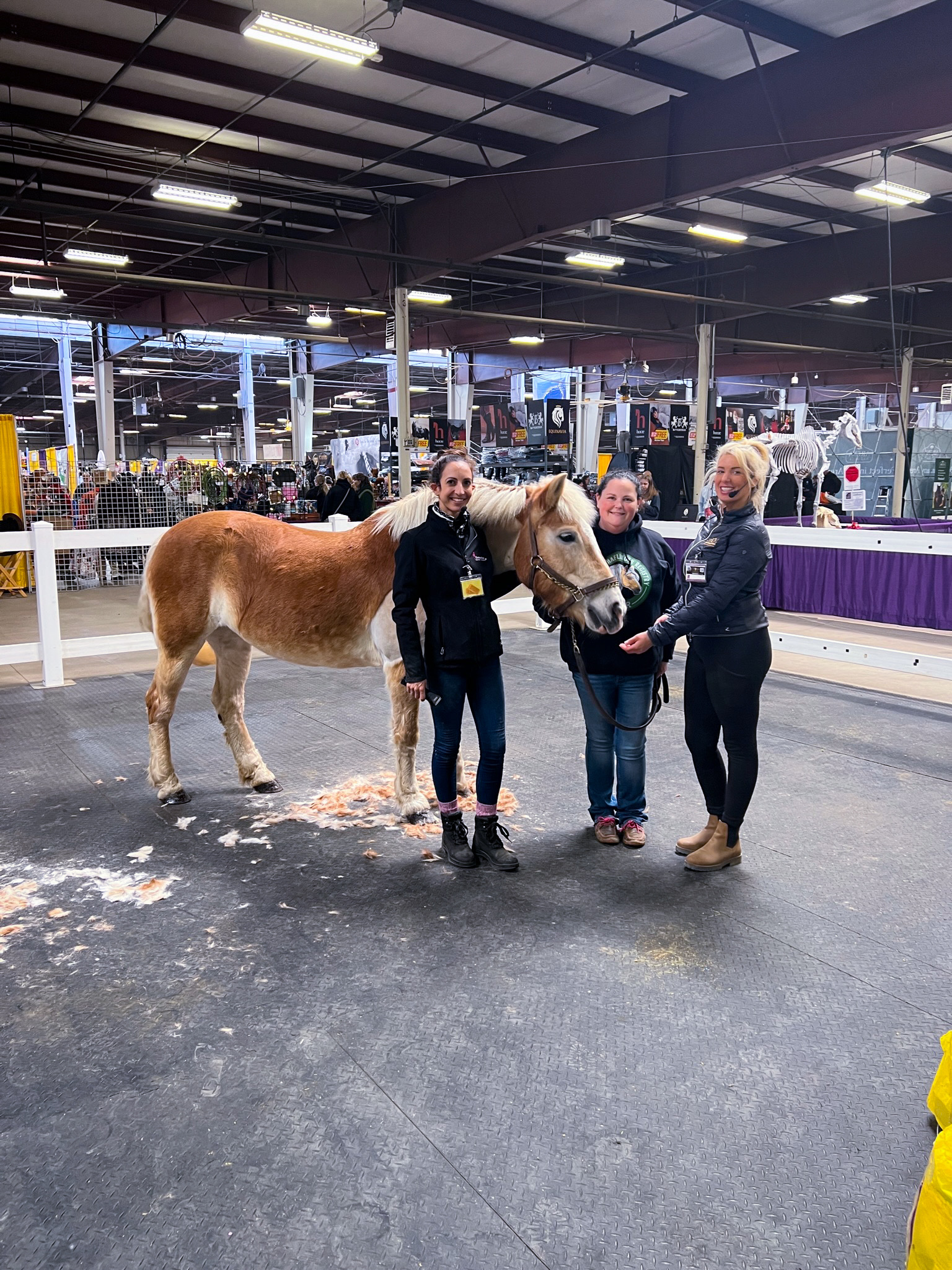 horse clipping equine affaire